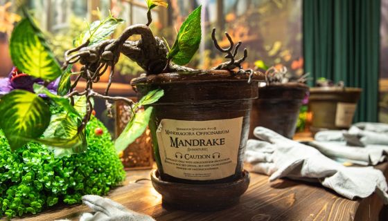 Выставка «Тайны Хогвартс»